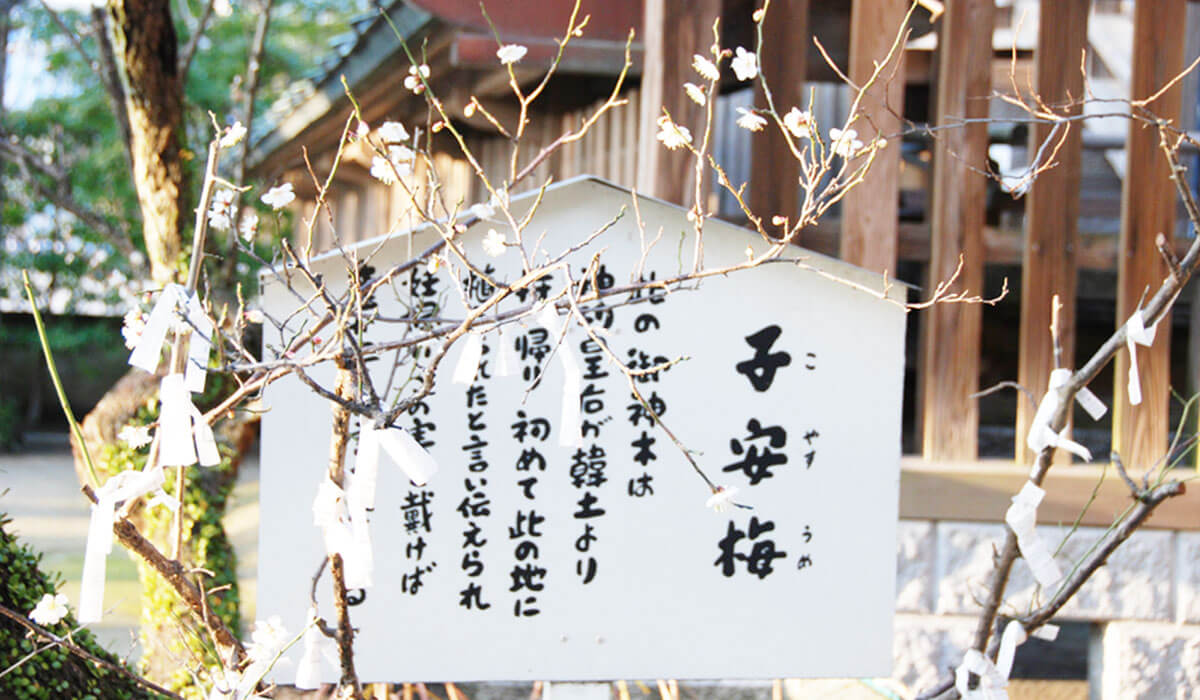 神木「子安梅」の由来