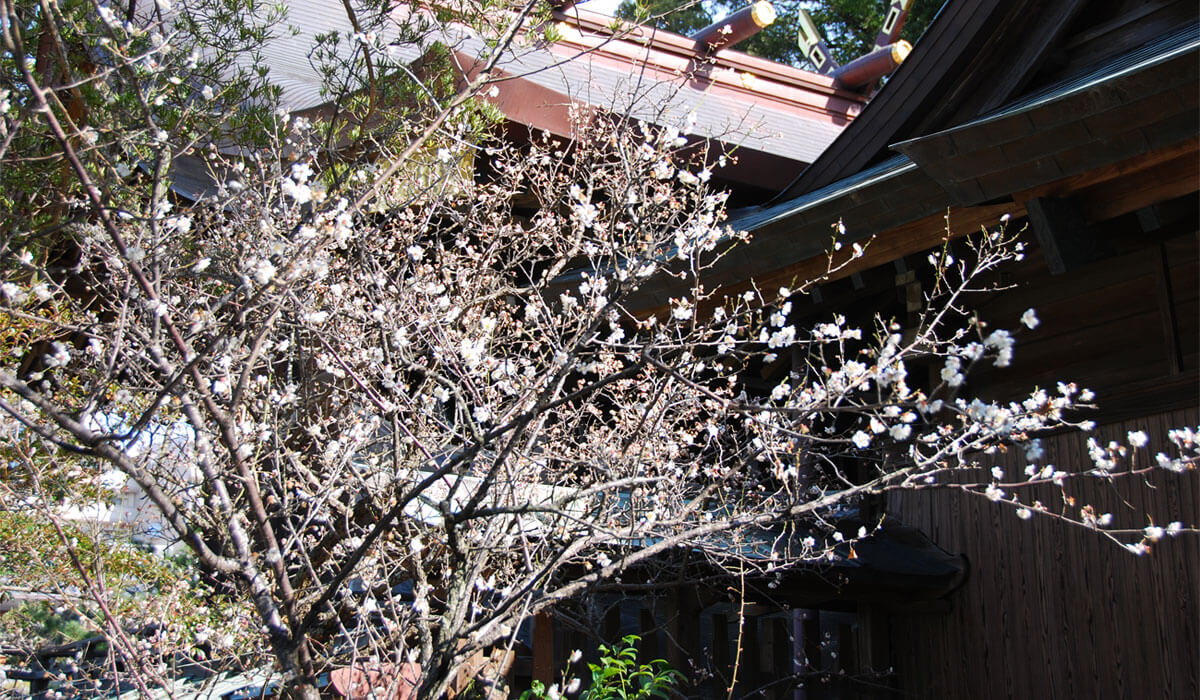 神木「子安梅」